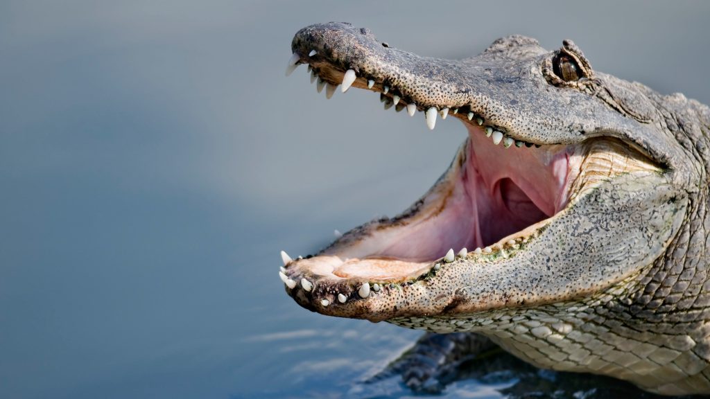 Florida Research Reveals Causes Behind 96% of Alligator Bites