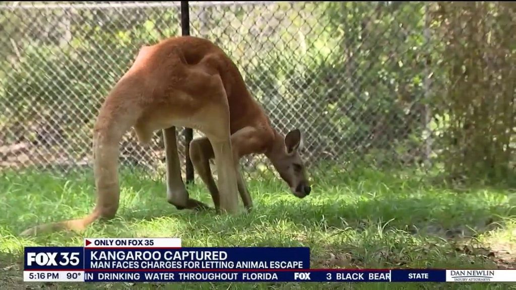 Runaway Kangaroo Captured on Busy Florida Road; Owner Charged