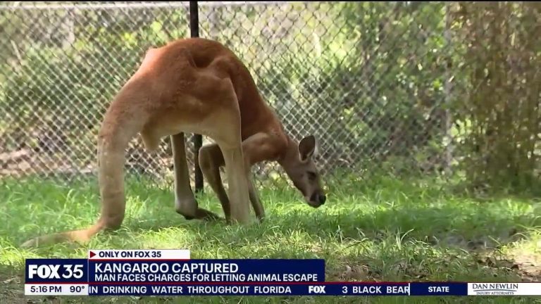 Runaway Kangaroo Captured on Busy Florida Road; Owner Charged