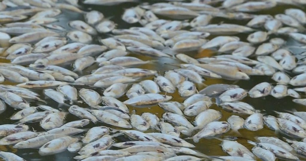 Toxic Algae Outbreak Causes Mass Deaths of Sharks, Rays, and Marine Life Off Australia