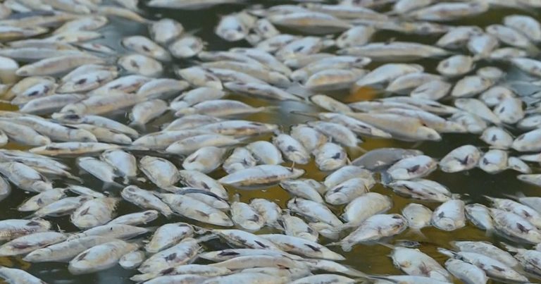 Toxic Algae Outbreak Causes Mass Deaths of Sharks, Rays, and Marine Life Off Australia
