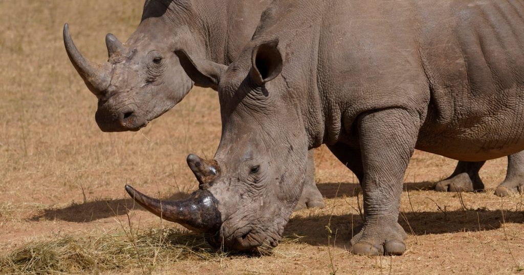 Over 100 Rhinos Killed by Poachers in South Africa This Year, Primarily in National Parks