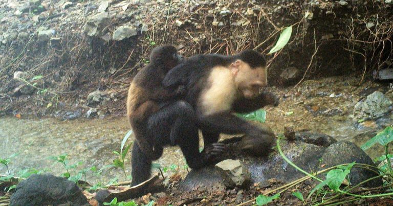 Capuchin Monkeys Capture Infants of Other Species in Captivating Video