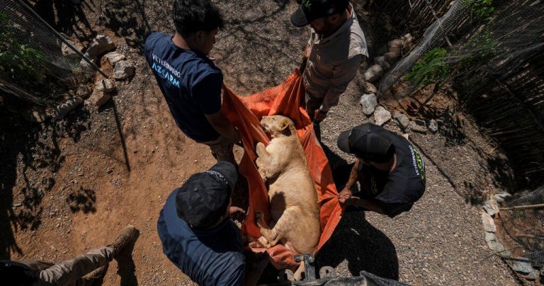 Cartel Violence Drives Circus Animals and Exotic Pets to Flee Mexico City