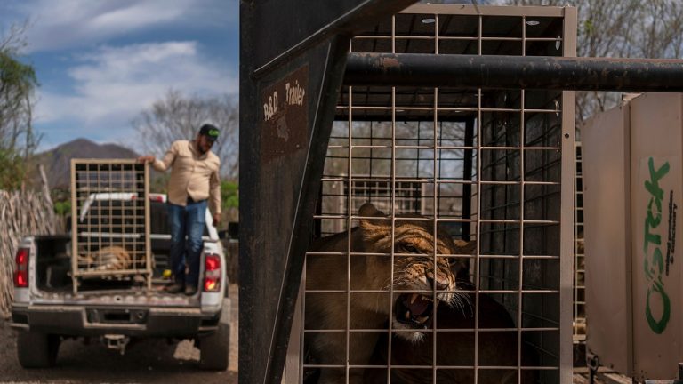 Hundreds of Animals, Including Tigers and Elephants, Escape Cartel Violence in Mexico