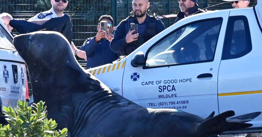 2-Ton Elephant Seal Wanders into South African Neighborhood Before Returning to Sea