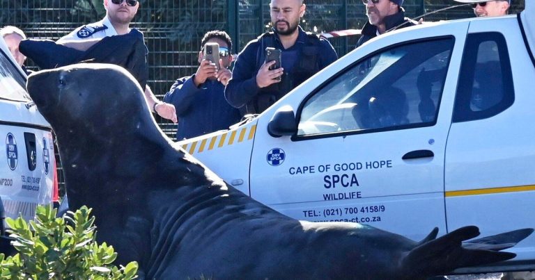 2-Ton Elephant Seal Wanders into South African Neighborhood Before Returning to Sea