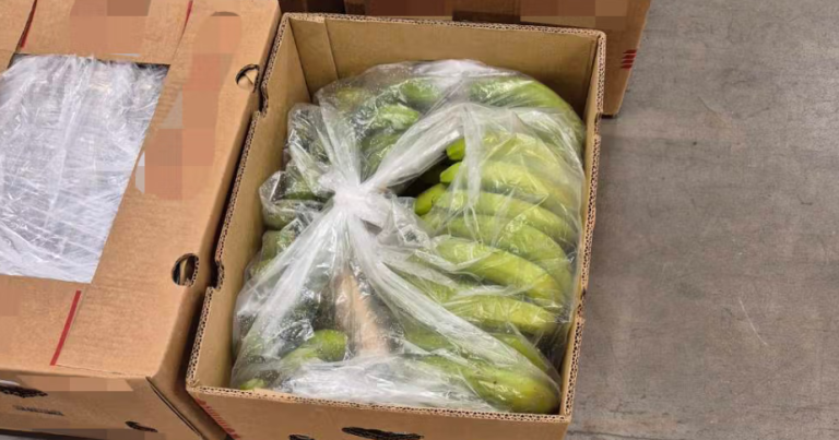 Cocaine Seized in Banana Shipment: A Repeated Discovery