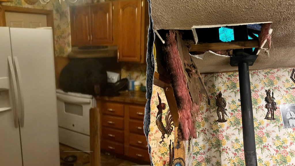 Black Bear Climbs Ladder, Falls Through Ceiling of Kentucky Home