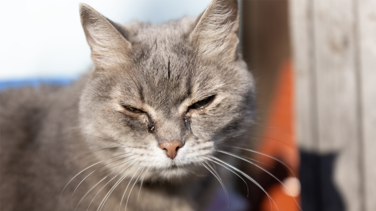 New York County Passes Law Criminalizing Pet Ownership for Animal Abusers