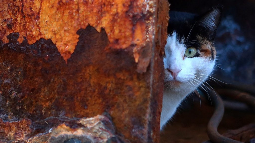 Domestic Cats Discovered in Wreck of Spanish Conquistador Ship Likely First in U.S.