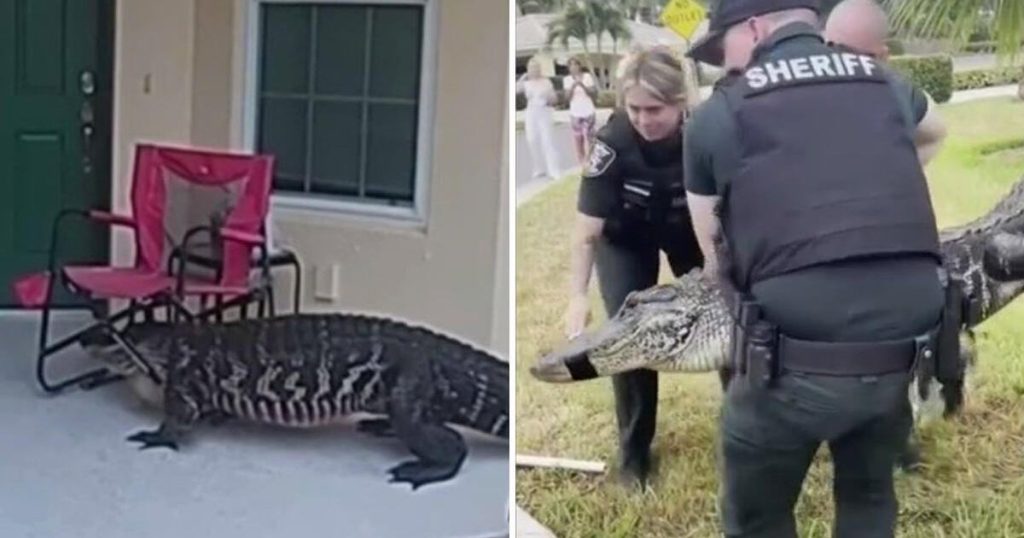 Alligator Knocks on Florida Home's Door During Mating Season