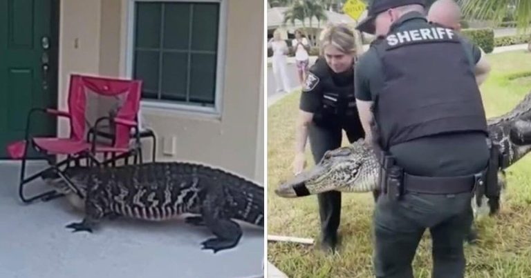 Alligator Knocks on Florida Home's Door During Mating Season