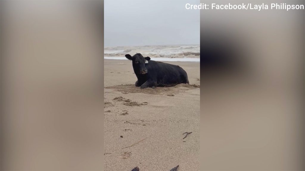 Cow Rescued After Being Swept Away by Australian Floods Found 11 Miles From Home