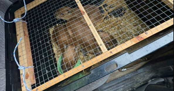 Police Chase in Costa Rica Leads to Drug Seizure and Arrest of Five Large Rodents
