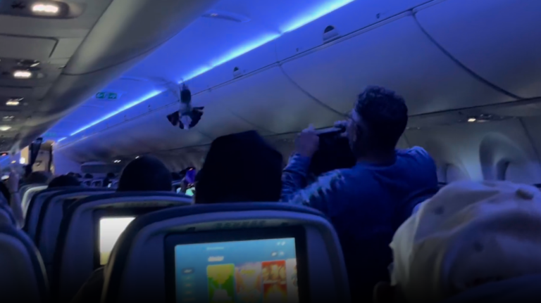 Pigeons Disrupt Delta Flight by Roaming Cabin, Video Emerges