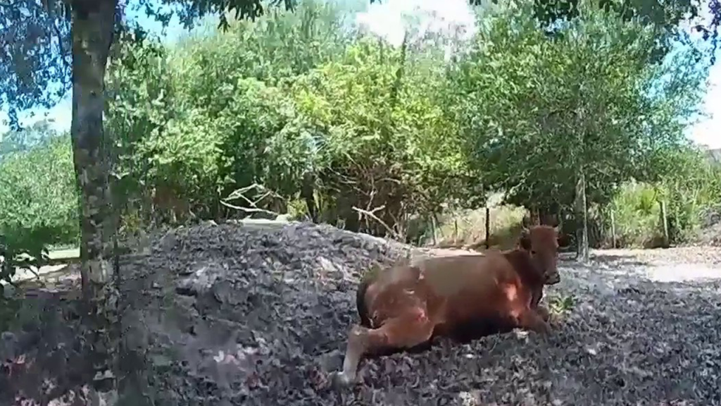 Florida Man Arrested for Shooting Neighbor's Pregnant Cow
