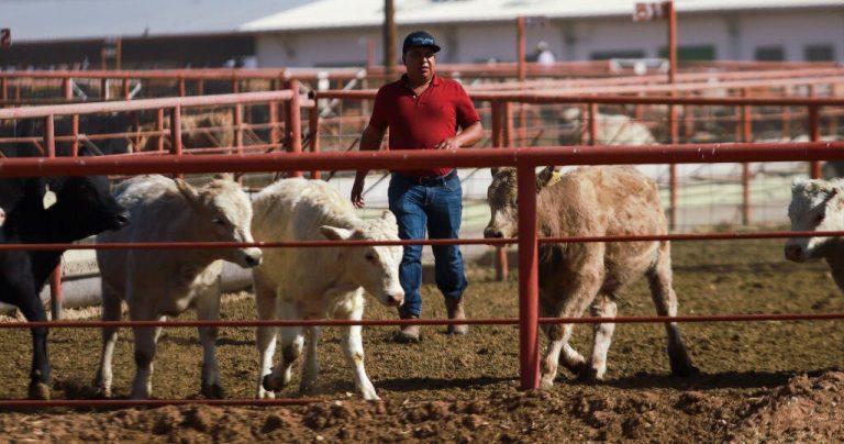 U.S. Suspends Live Cattle Imports from Mexico Due to Screwworm Infestation