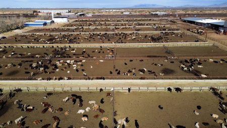 U.S. Closes Southern Border to Livestock Imports to Combat Deadly Fly Outbreak