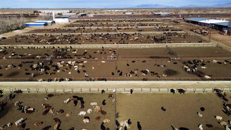 U.S. Closes Southern Border to Livestock Imports to Combat Deadly Fly Outbreak