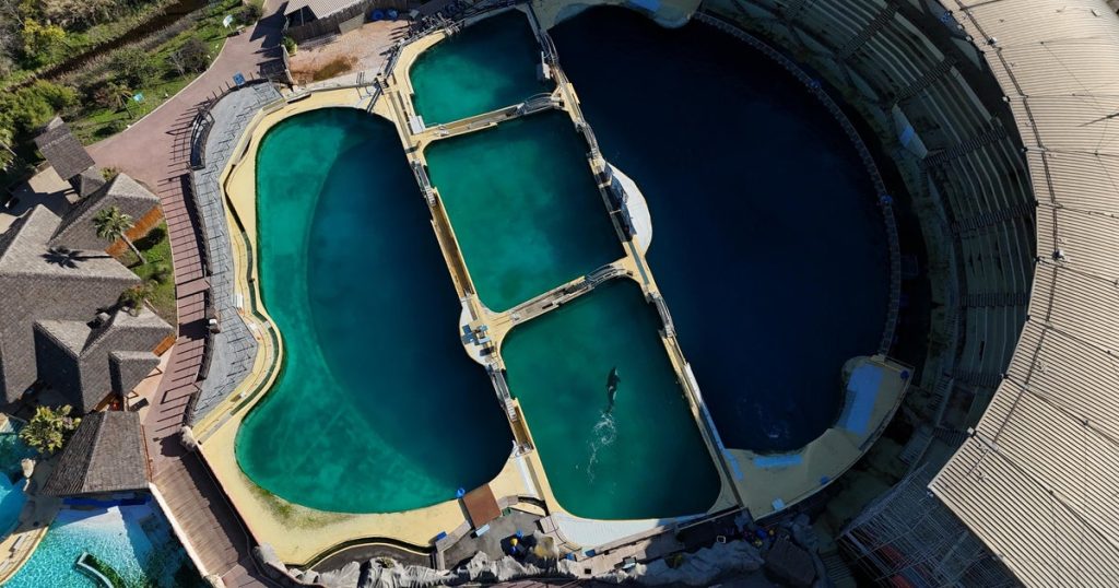 Video of Orcas in Algae-Filled Pool Raises Global Concern for Their Welfare