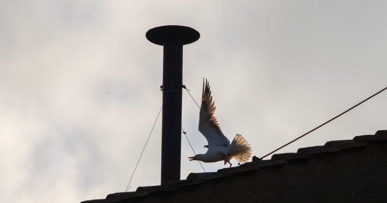Black and White Smoke Tradition Revealed in Papal Conclave Process