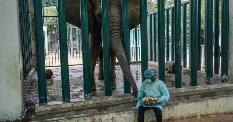 Two Elephants Administered 400 Pills Daily Each to Combat Tuberculosis