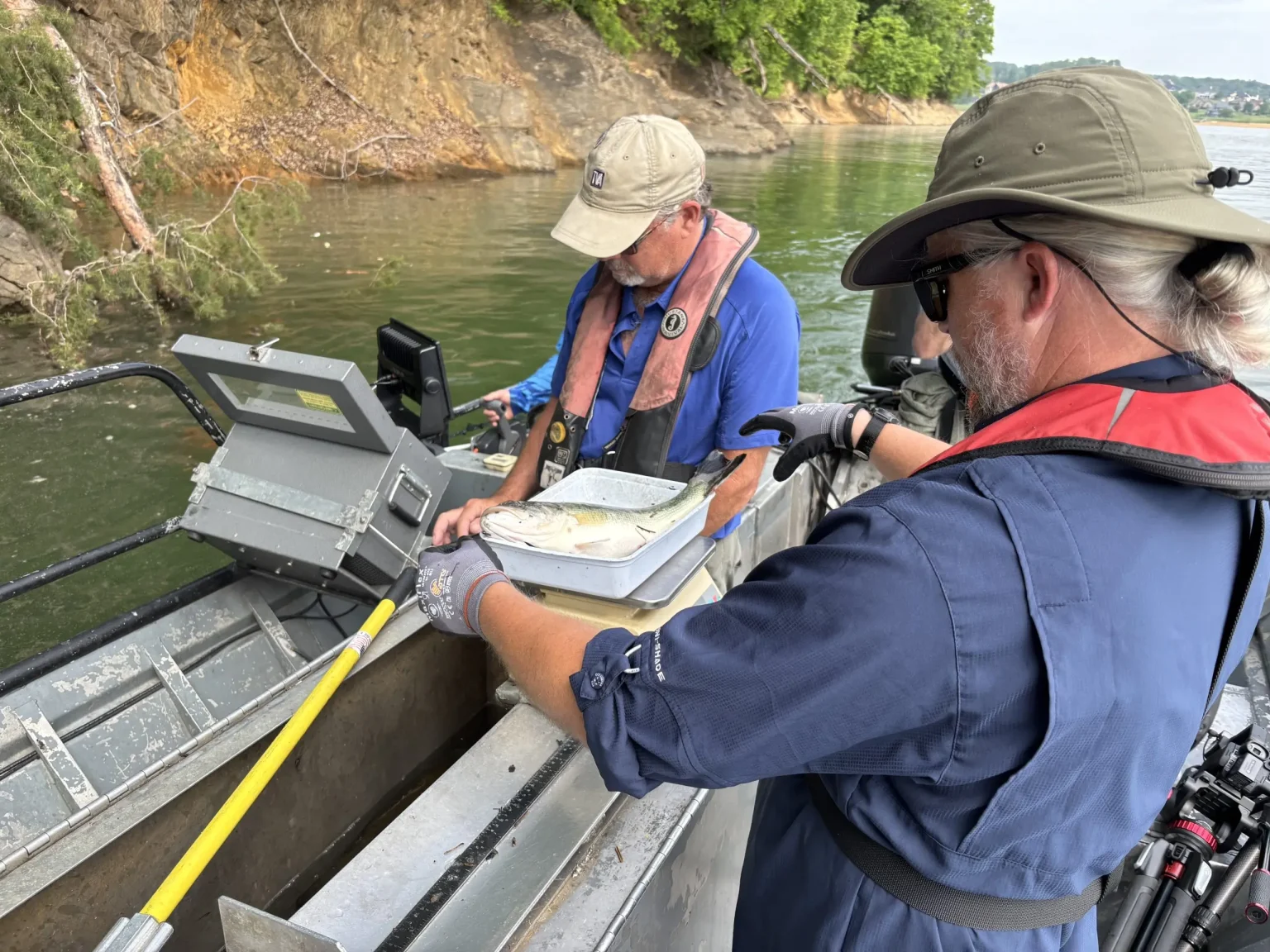 East Tennessee Marine Biologists Assess Fish Populations Post-Hurricane Helene East Tennessee Marine Biologists Assess Fish Populations Post-Hurricane Helene