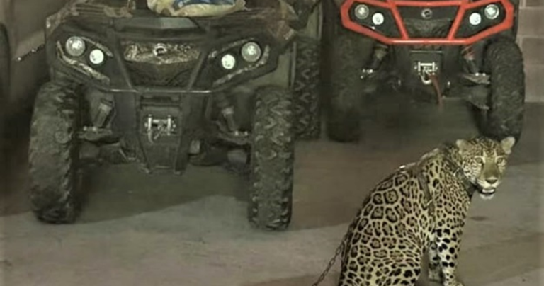 U.S. Seizes Jaguar from Cartel Leader and Announces New Sanctions