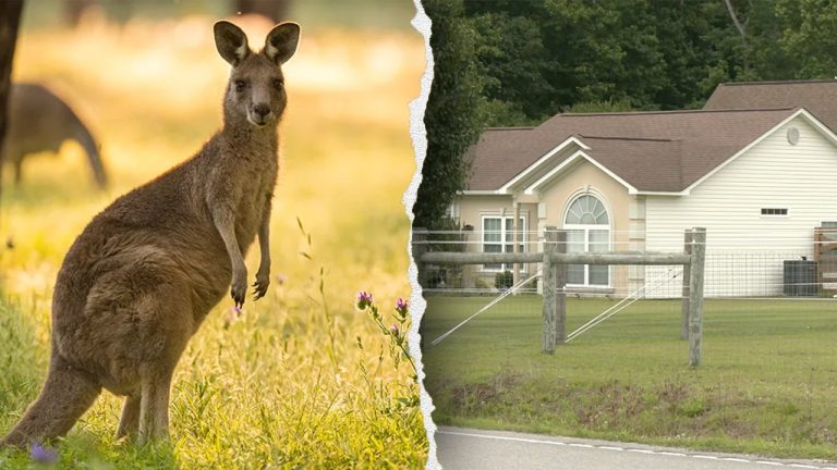 Man Found Dead in South Carolina Kangaroo and Wallaby Enclosure