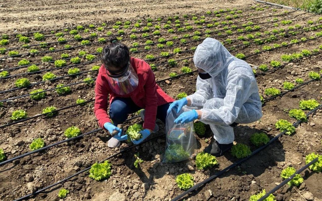One-Third of Produce Samples in İstanbul Violate Pesticide Regulations, Reports Greenpeace