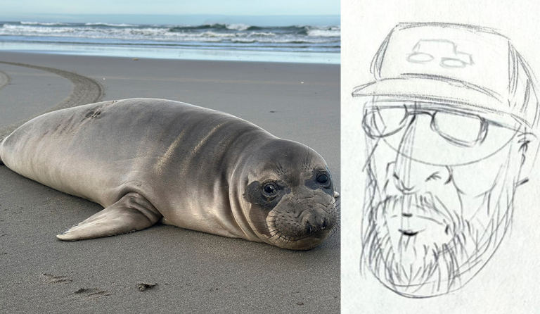 Oregon Investigates Stabbing of Baby Seal Amid Search for Suspect
