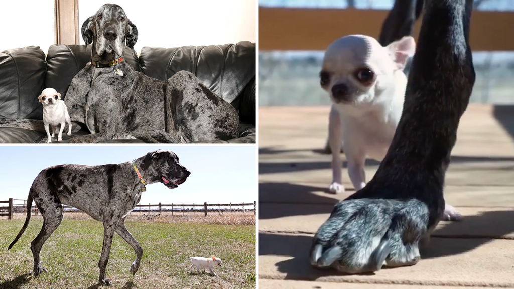 Tallest and Shortest Dogs Meet in Heartwarming Camera Moment Tallest and Shortest Dogs Meet in Heartwarming Camera Moment