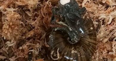 Rare New Zealand Snail Captured Laying Egg from Neck