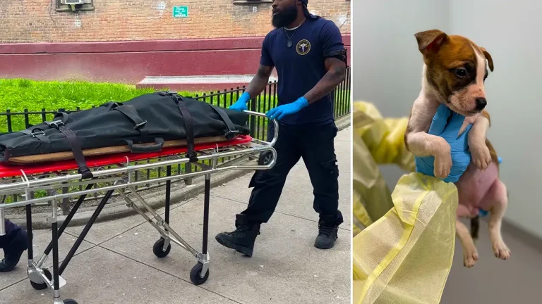 Investigation Reveals Infant's Death Not Linked to Dog Bites