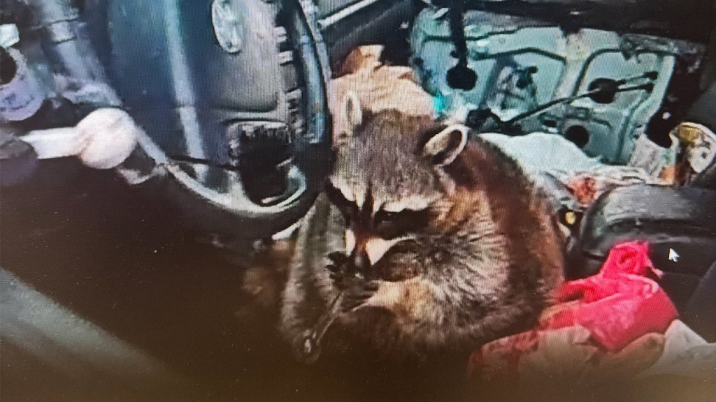 Police Discover Pet Raccoon with Meth Pipe During Traffic Stop in Ohio