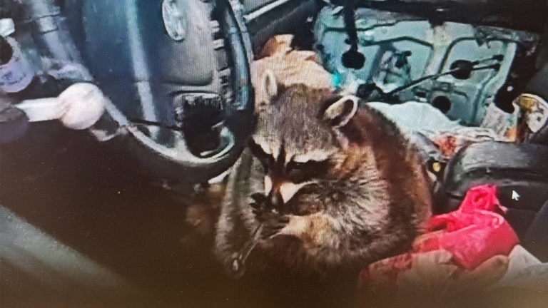 Police Discover Pet Raccoon with Meth Pipe During Traffic Stop in Ohio