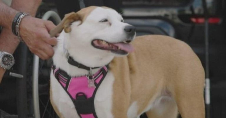 Dog Helps Illinois Man Survive Gunshot Wound