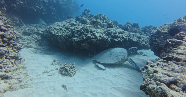 Hawaii's Coral Reefs Experience Widespread Bleaching Due to Ocean Warming