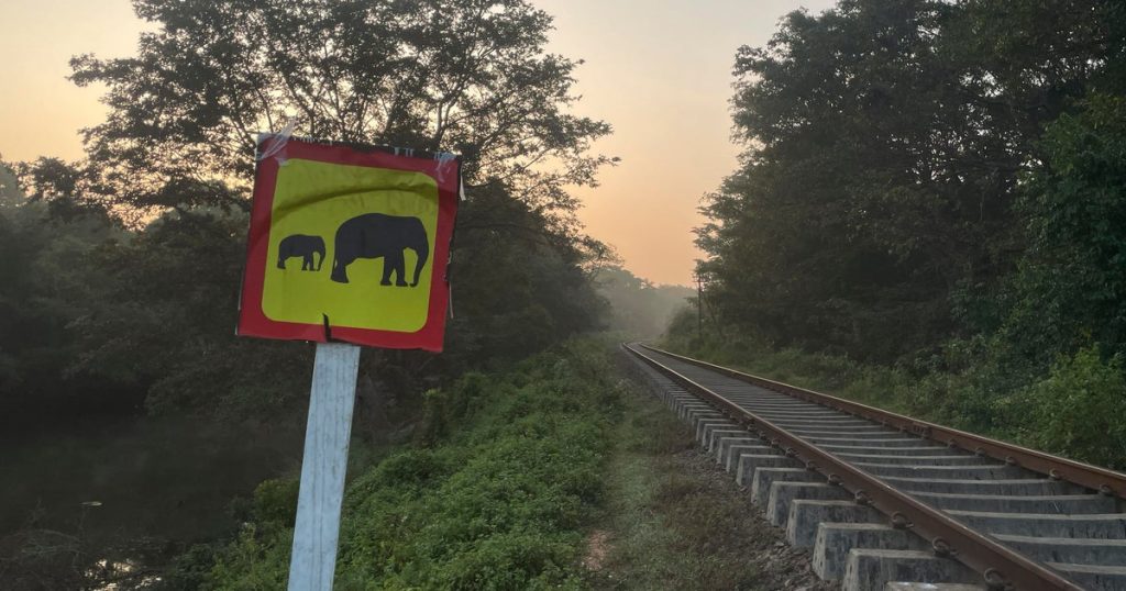 Train Kills Elephant in Sri Lanka Despite New Safety Measures