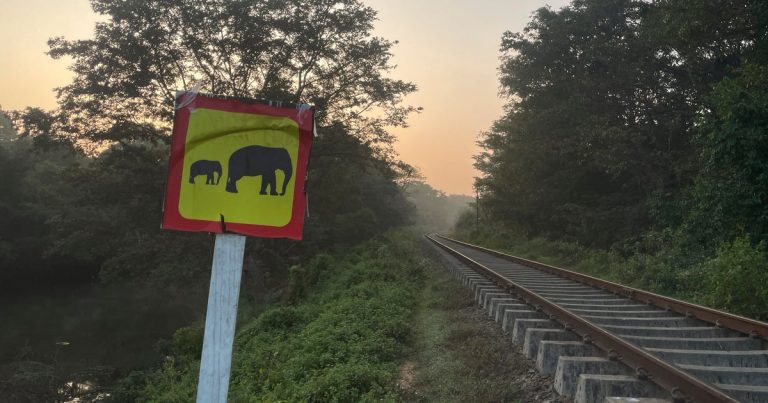 Train Kills Elephant in Sri Lanka Despite New Safety Measures