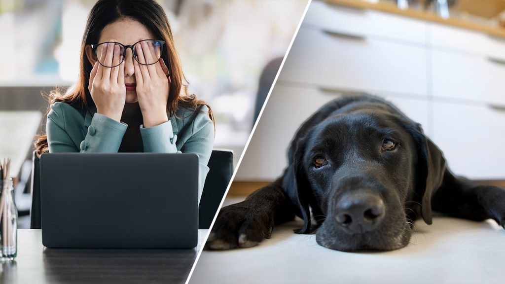 Study Reveals Impact of Work Stress on Dogs