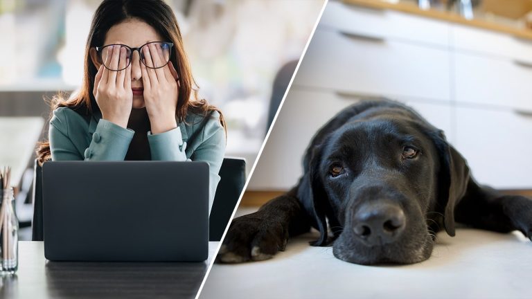Study Reveals Impact of Work Stress on Dogs