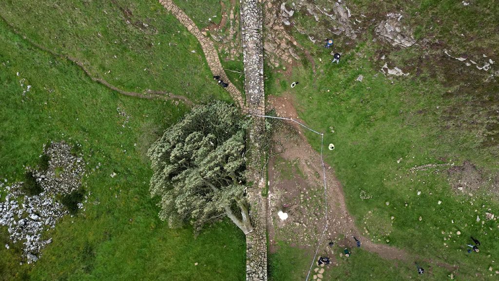 Men Convicted for Cutting Down Iconic British Sycamore Gap Tree