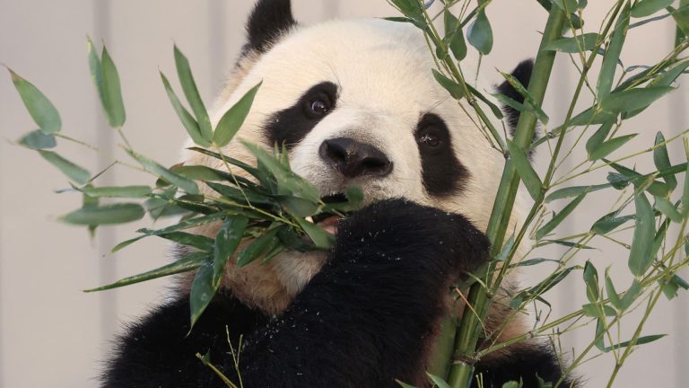 Zoo Admission Prices Fluctuate Daily, Starting at $47