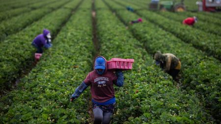 Trump Ends Temporary Protections for Long-Term Immigrant Workers