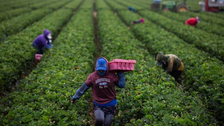 Trump Ends Temporary Protections for Long-Term Immigrant Workers