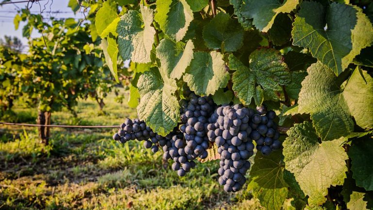 Bridging Gaps in Farming's Future: Policy, Tools, and Trust