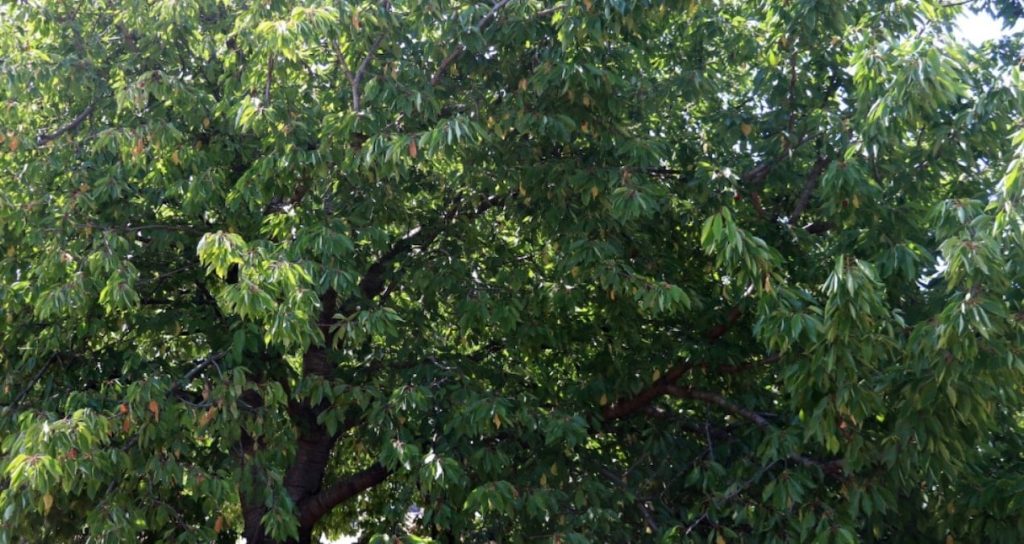 Farmers Face Price Hikes After Cherry Crop Setbacks