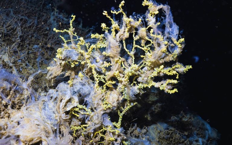 Mucilage Invades Coral Reefs in the Sea of Marmara